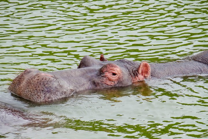 16 Days Uganda Wildlife Safari Holiday image