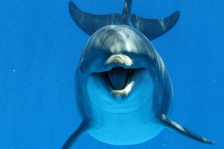 Dolphin House ROYAL MASSAGE - VIP Snorkeling Sea Trip & water Sport-Hurghada image