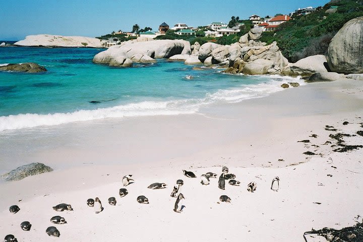 Ultimate Cape Point Tour from Cape Town - Full Day image