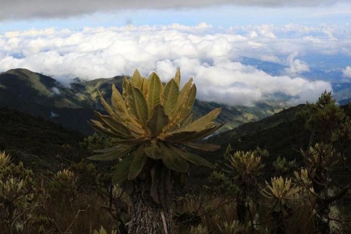 Trekking Páramo Romerales 2 days (3800 meters high) image