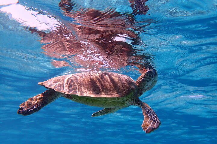 [Okinawa Miyako] [1 day] Superb view beach SUP / Canoe & sea turtle Snorkeling! image