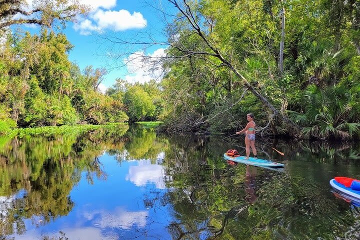 Paddle Board or Kayak and Swim Adventure at Wekiwa Springs image