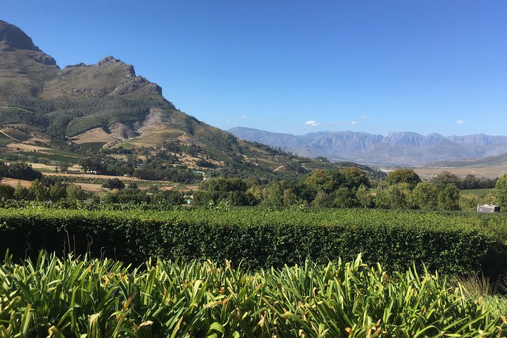 Full day South African Wine Tour (Stellenbosh, Franschhoek and Paarl) image
