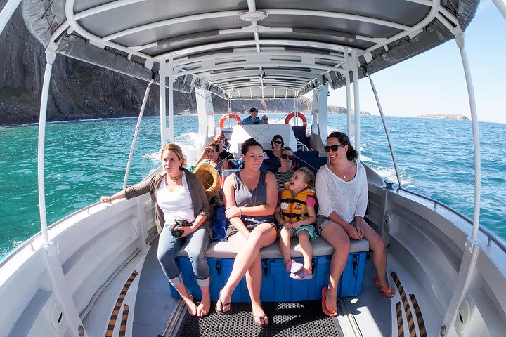 Seal Island Boat Tour from Victor Harbor image