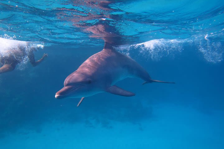 Dolphin House Sataya Reef Snorkeling Sea Trip With Lunch and Transfer-Marsa Alam image