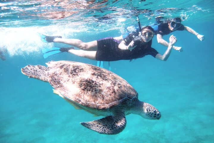 Abu Dabbab Beach Full Day Trip Snorkeling with Turtles image