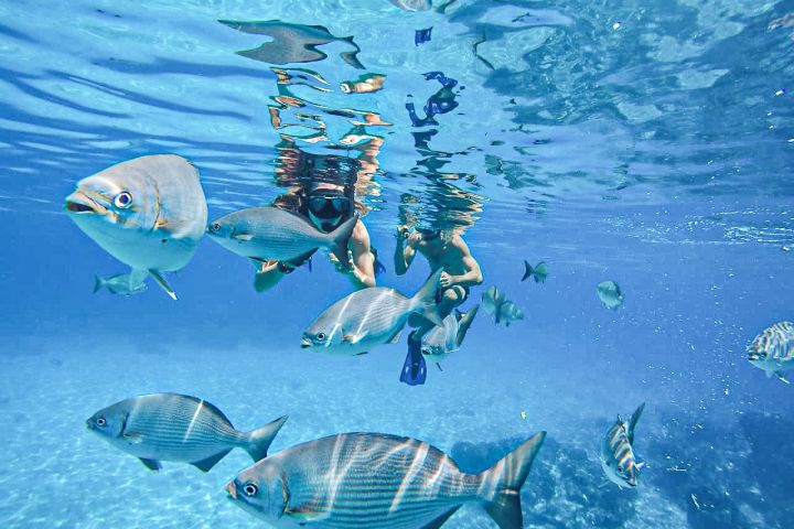 Private Dream Cozumel Island Snorkeling image