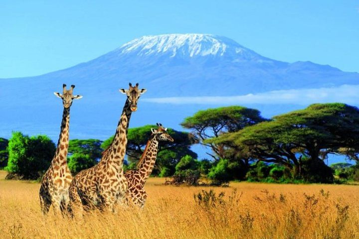 Kilimanjaro Special-( Tsavo West, Amboseli & Tsavo East Luxury Safari) image