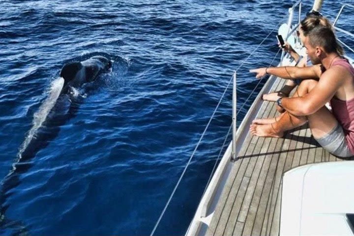 Premium All Inclusive Whale & Dolphin Watching Experience  image