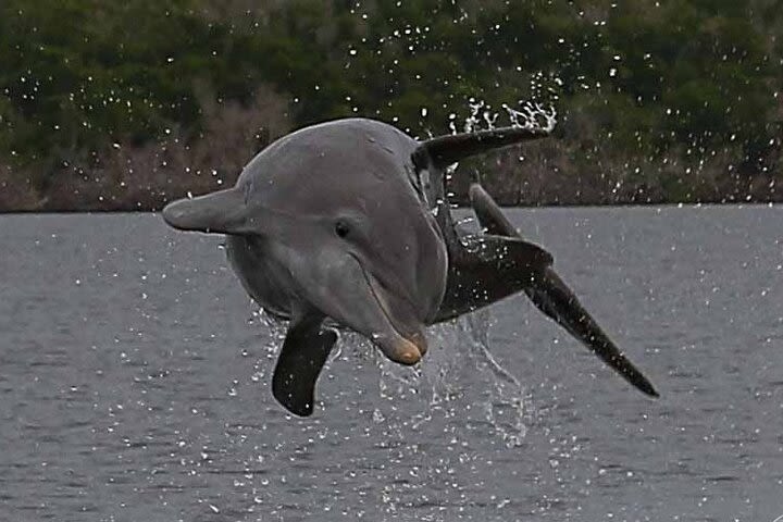 Private Everglades National Park Photo and Wildlife Safari image