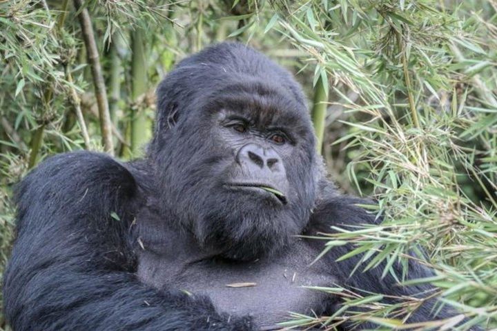 6-Days Gorilla Tracking in Bwindi & Masai Mara  image