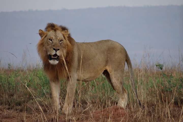 3 Days Murchison Falls National park Safari Holiday Tour image