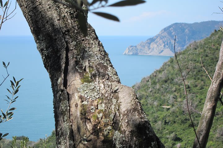 Hike from Levanto to Monterosso (Cinque Terre) image