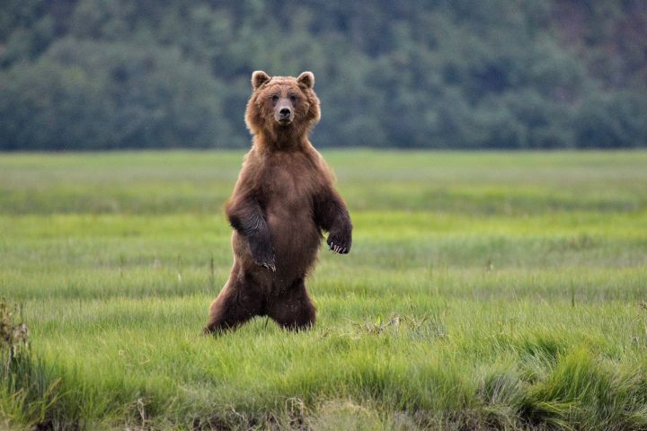 Alaska Bear Viewing Experience image