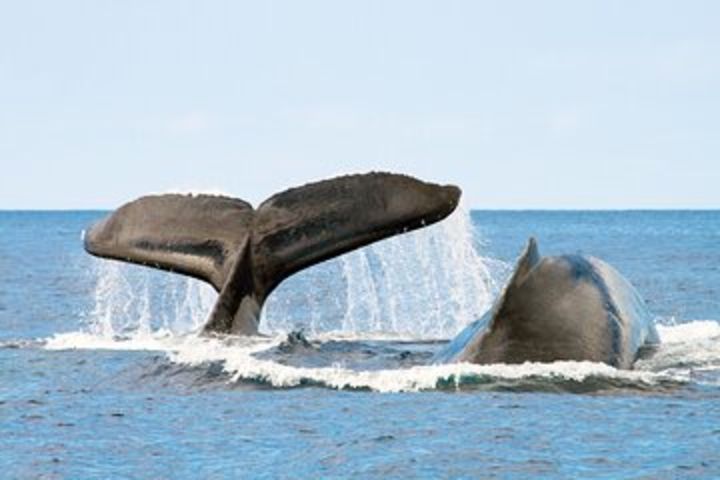 Private Whale Watching Charter - San Jose del Cabo image