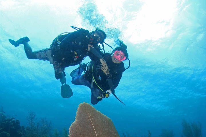 Guided Shore Dive for Certified Divers with Scubaçao (1 tank) image