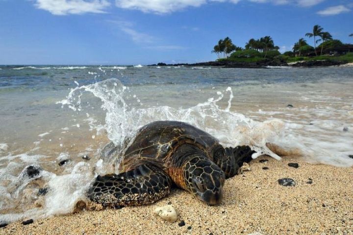 Kona Shore Excursion: Sea Turtles, Historic Kona & Coffee image