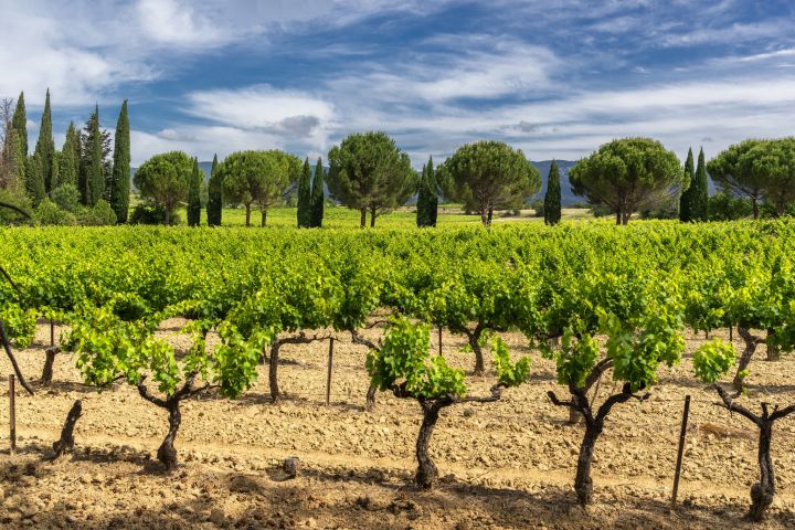 Provence Wine Tour From Aix en Provence (Private) image