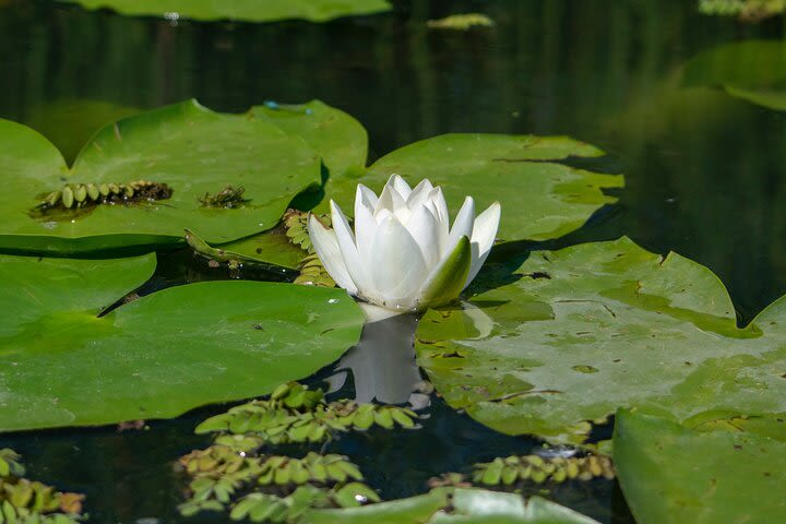 Bird watching in Danube Delta - Private day tour from Bucharest image