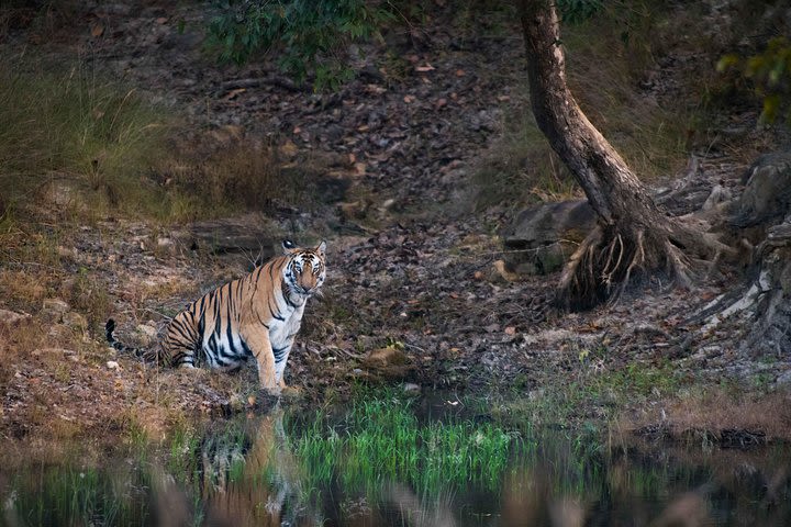 Experience Tiger Safari in Pench National Park  image