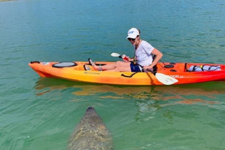 Sarasota Mangrove Tunnel Kayak Tour image