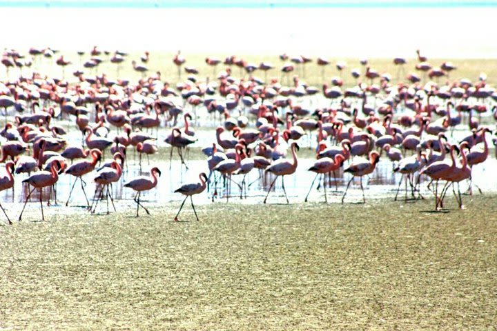 Highlights of Walvis Bay Guided 1/2 Day Tour (shore excursion) image