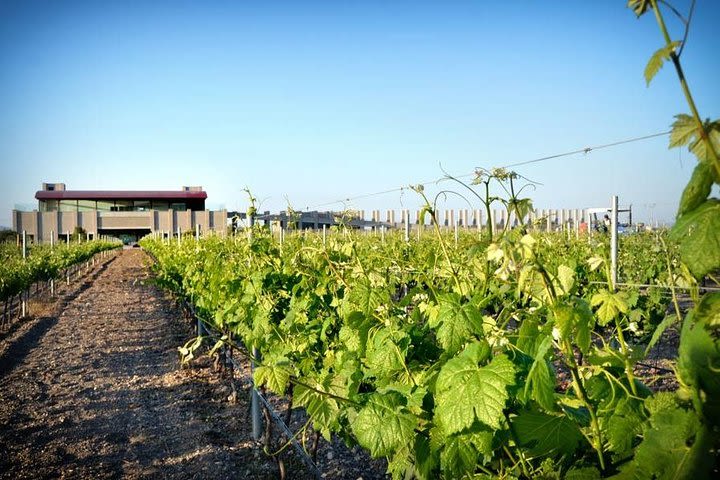 Wine Route in Tequisquiapan with Transportation image