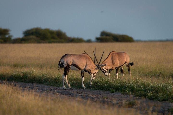 3-Days Central Kalahari Game Reserve image