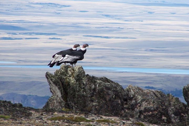 Condor Watching and Tehuelche Culture Tour image
