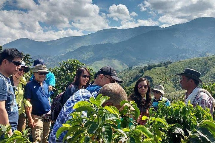 Best Coffee Tour Experience with Farmer at Medellín's countryside!  image