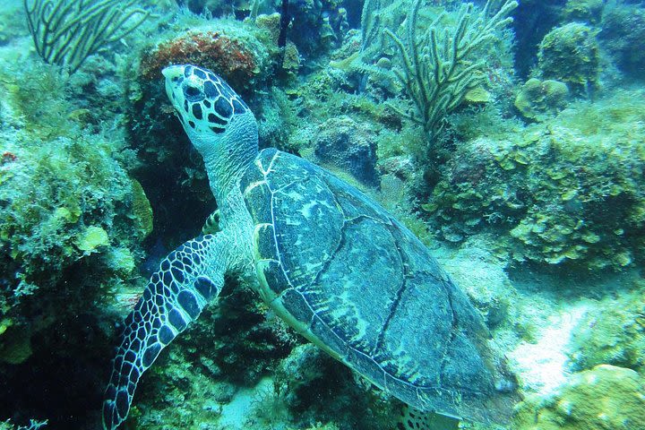 Two-Tank Dive for Certified Diver image