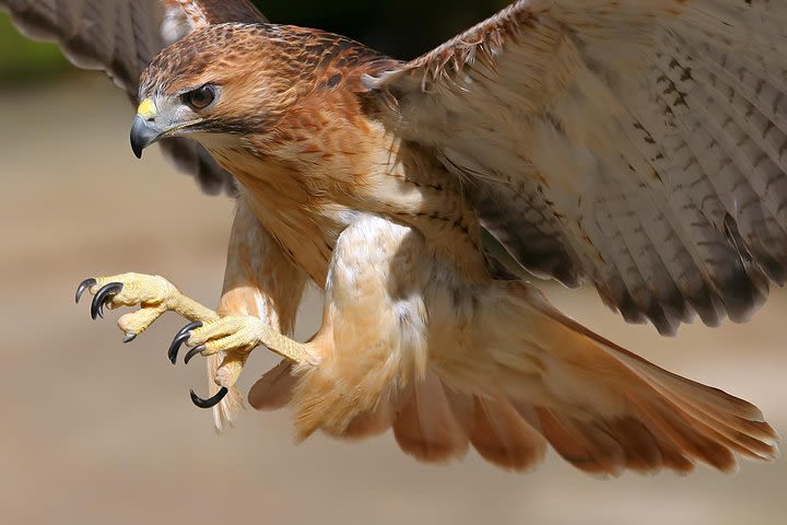 Medvednica Nature Park Falconry Tour from Zagreb image