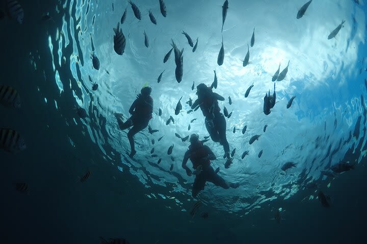 Invisible Boat Snorkeling Adventure in Cozumel image