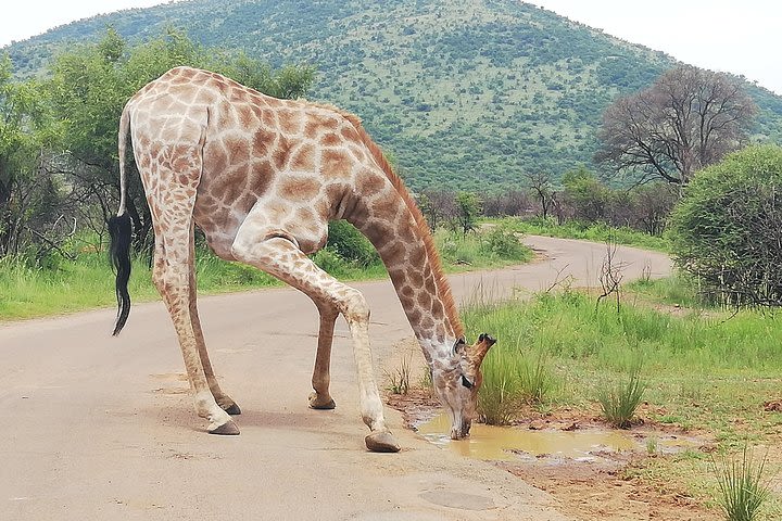 Tented Pilanesberg safari 2-Day from Johannesburg R3990 image