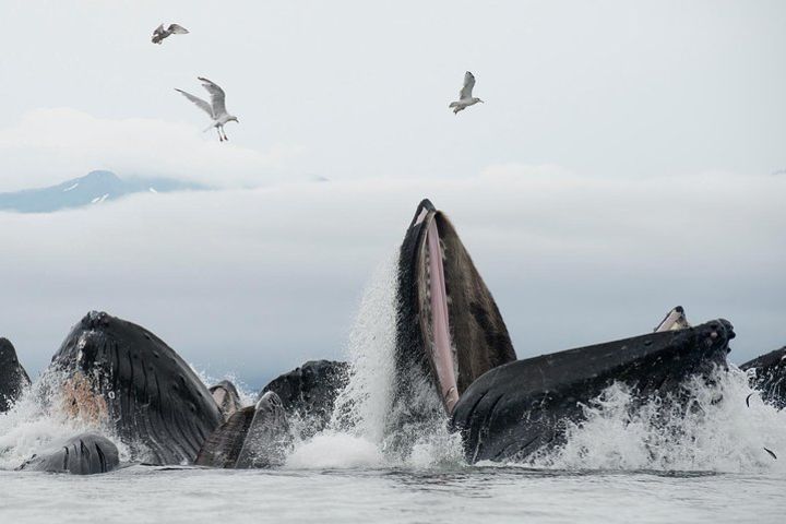 Juneau Shore Excursion: Paddle with Whales! Kayak Adventure image