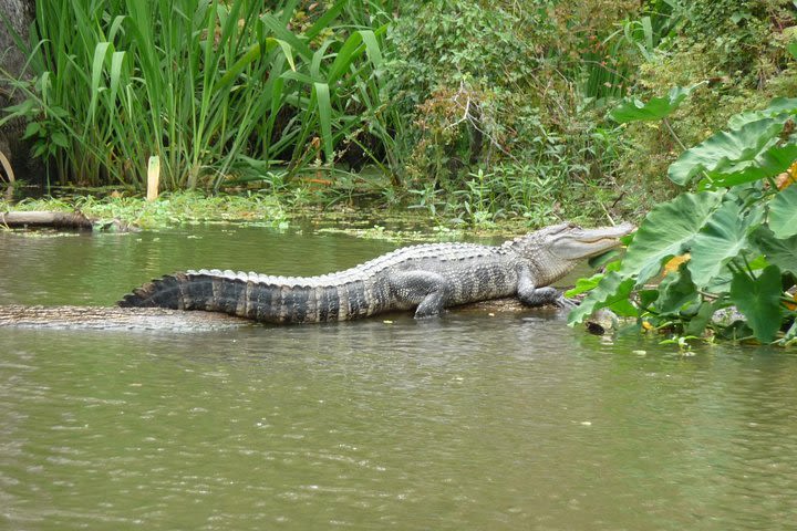 Private Tour of the Honey Island Swamp image