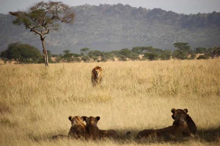 1 Day Big 5 & Big cats in Akagera National Park  image