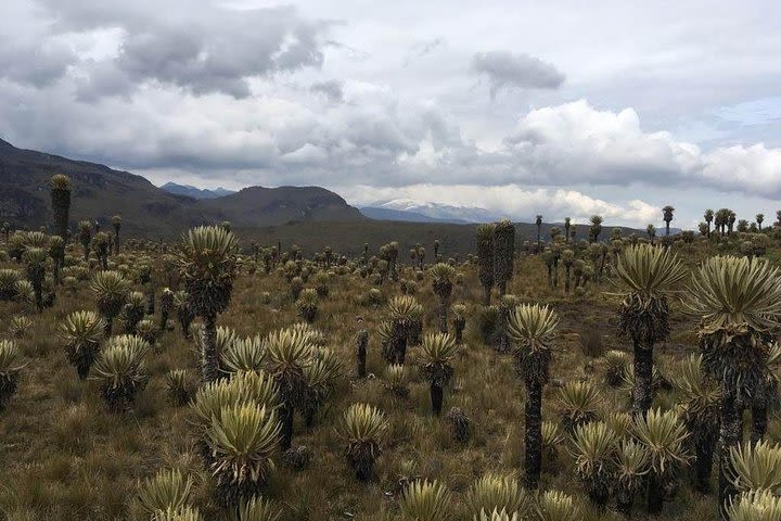 Trekking Snowy snowy edge of Tolima 3 days (5100 meters high) image