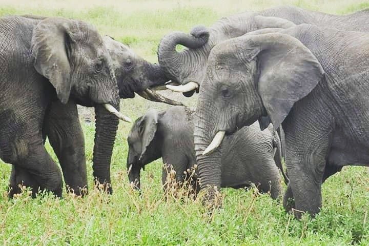 4 Days Tanzania Safari from Zanzibar itinerary image