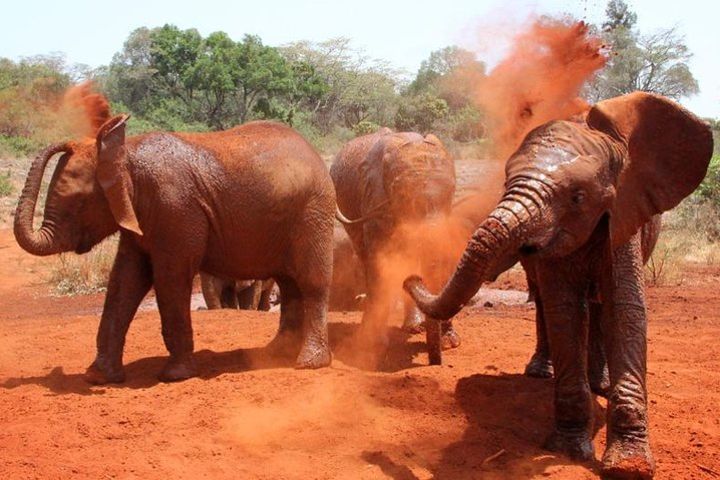 Daily David Sheldrick Elephant Orphanage Giraffe Centre, Kazuri Beads Tour image