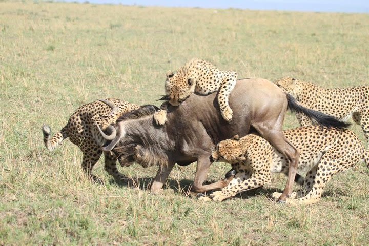 6 Days Masai Mara National Game Reserve Lake Nakuru and Amboseli National Park image