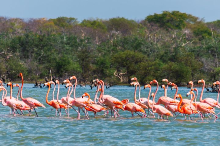 Sanctuary of Flamingos Day Tour image
