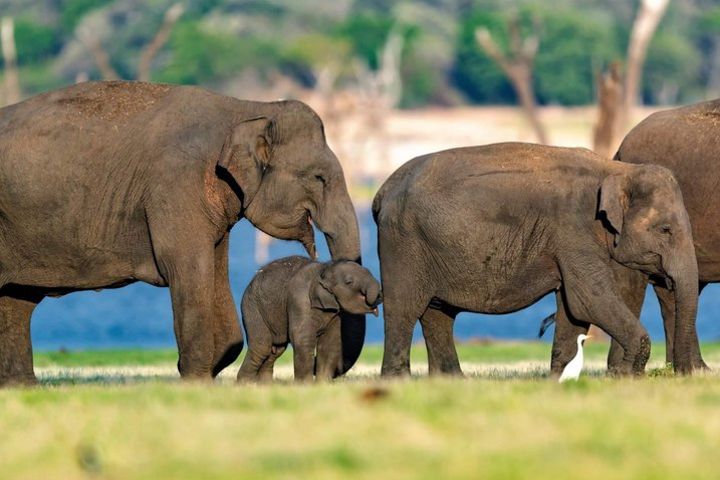 Kaudulla Park Entry Ticket + Safari Jeep All included Ticket  image