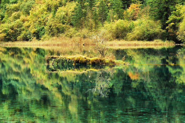 When Chinese Leaves Fall image