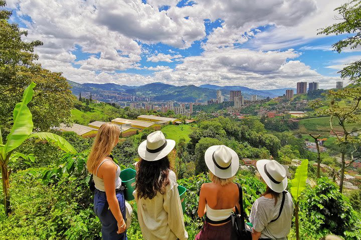 Half-day Coffee Plantation Private Tour: Learn everything about coffee with us image