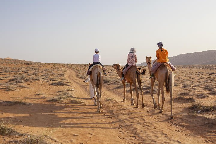 Dubai Sunset Camel Trekking with Shows & BBQ Dinner image