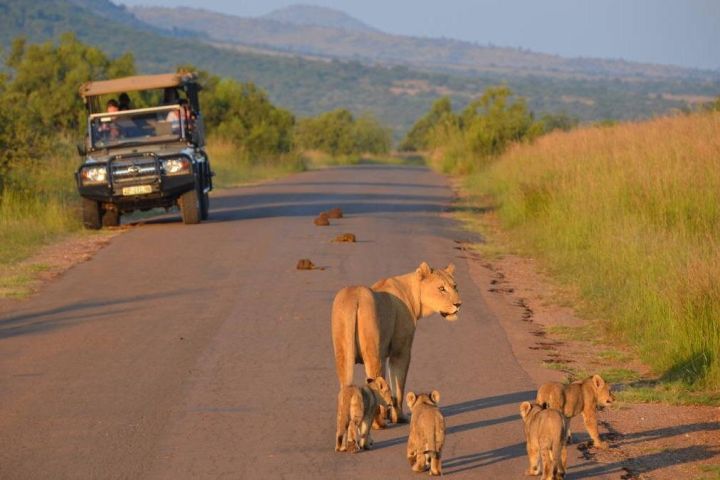 Pilanesberg 3-Hour Safari Tour image