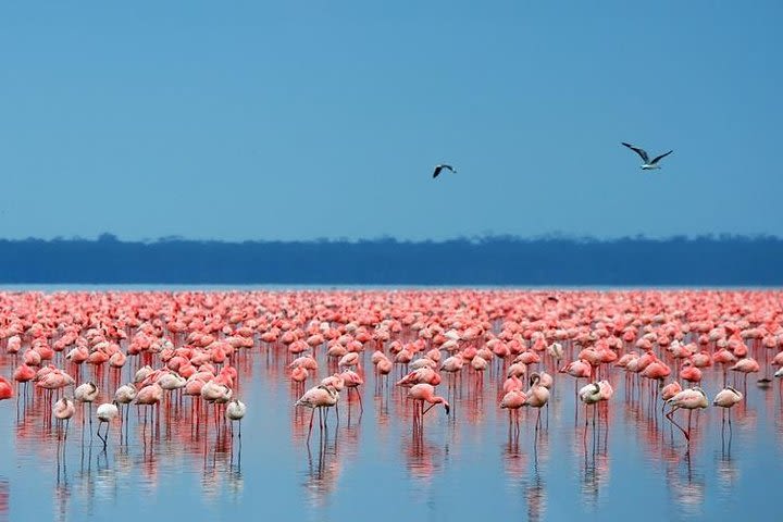 5-Day Aberdares Lake Nakuru and Maasai Mara Private Tour image