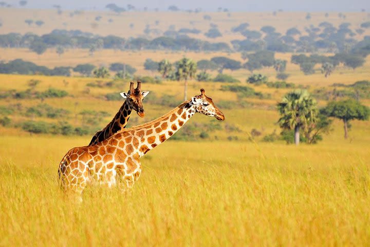 3 days Murchison Falls safari with Big 5 sightseeing image