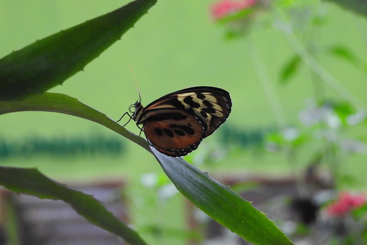 Mindo Cloud Forest Private Day Tour From Quito Hiking, Birding, Waterfalls image